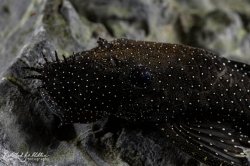 Ancistrus sp. (L071)