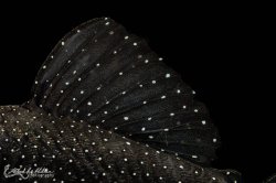 Ancistrus sp. (L071)