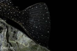 Ancistrus sp. (L071)