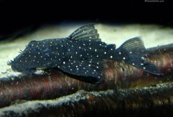 Ancistrus sp. (L107) - Click for species page