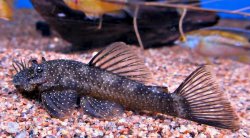 Ancistrus sp. (L180) - Click for species page