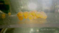 Ancistrus sp. (L309)