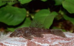 Ancistrus sp. (L344) - Click for species page