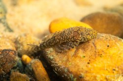 Ancistrus sp. (L352) - Click for species page