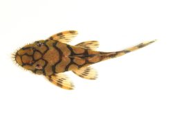 Ancistrus sp. (L519)