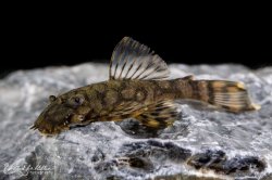 Ancistrus sp. (L519)