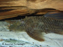 Ancistrus sp. (L503) - Click for species page