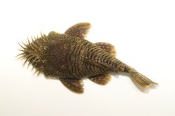 Ancistrus sp. (L514) - Click for species data page