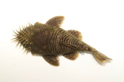 Ancistrus sp. (L514) - Click for species page