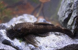 Ancistrus temminckii - Click for species data page