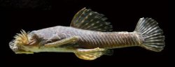 Ancistrus tolima - Click for species page