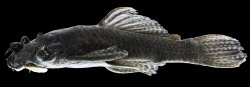 Ancistrus trinitatis - Click for species page