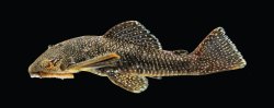 Andeancistrus eschwartzae - Click for species data page