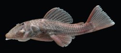 Andeancistrus platycephalus