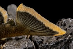 Baryancistrus chrysolomus