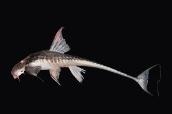 Brochiloricaria chauliodon