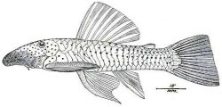 Chaetostoma anale