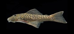 Chaetostoma bifurcum - Click for species page