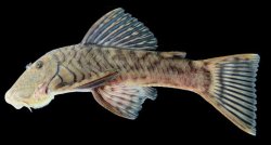 Chaetostoma branickii - Click for species page