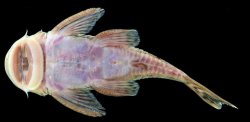 Chaetostoma branickii
