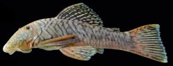 Chaetostoma branickii