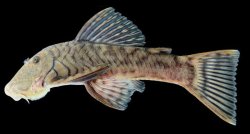Chaetostoma breve - Click for species page