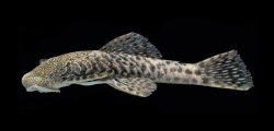 Chaetostoma carrioni - Click for species page