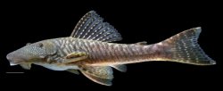Chaetostoma cf. palmeri - Click for species page