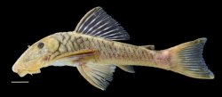 Chaetostoma cf. patiae - Click for species page