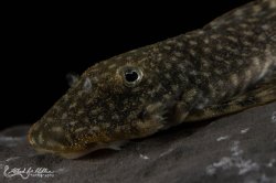 Chaetostoma dorsale