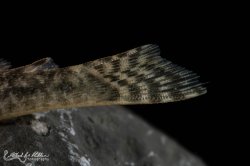 Chaetostoma dorsale