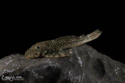 Chaetostoma dorsale