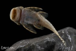 Chaetostoma dorsale
