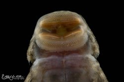 Chaetostoma dorsale