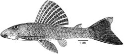 Chaetostoma niveum - Click for species page