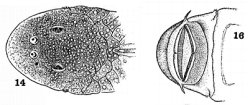 Chaetostoma niveum