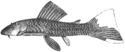 Chaetostoma palmeri - Click for species page