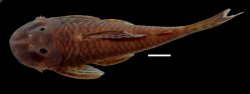 Chaetostoma patiae - Click for species data page
