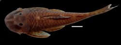 Chaetostoma patiae