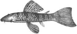 Chaetostoma paucispinis - Click for species page