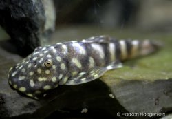 Chaetostoma sacramento