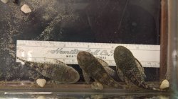 Chaetostoma sp. (6)