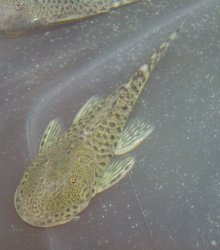 Chaetostoma sp. (L445)