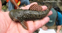 Chaetostoma spondylus