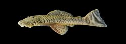 Chaetostoma thomsoni - Click for species data page