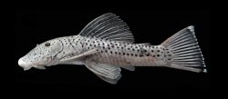 Chaetostoma trimaculineum - Click for species page