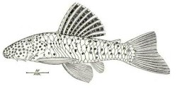 Chaetostoma vagum - Click for species page