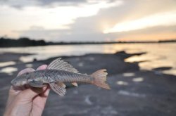 Chaetostoma vasquezi - Click for species page