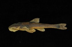 Chauliocheilos saxatilis - Click for species page