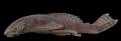 Cordylancistrus tayrona - Click for species data page
